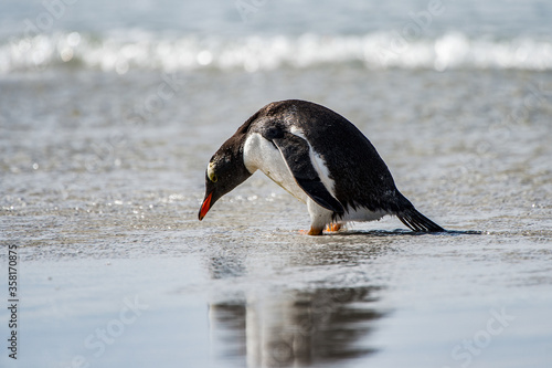 It's Cute gentoo penguin playing in the water