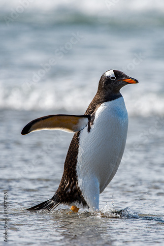It s Gentoo penguin portrait  Antarctica