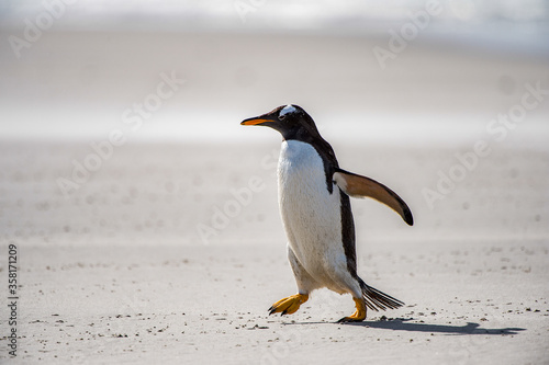 It s Gentoo penguin standing on the coast of the Atlantic Ocean