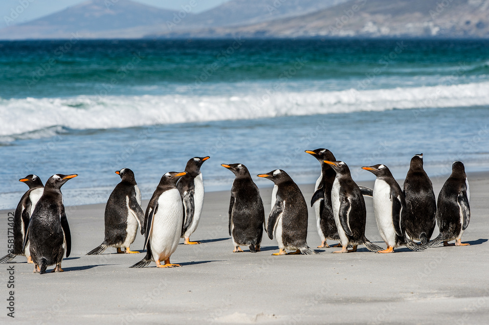 Obraz premium It's Group of the penguins playing, swimming and eating in the Atlantic Ocean