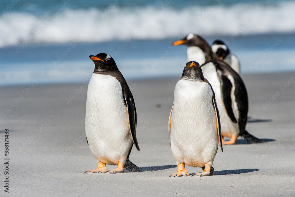 Obraz premium It's Group of the penguins playing, swimming and eating in the Atlantic Ocean