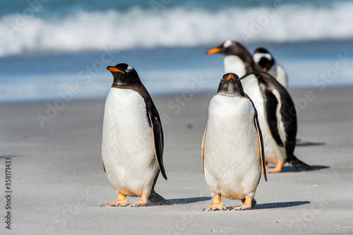 It's Group of the penguins playing, swimming and eating in the Atlantic Ocean