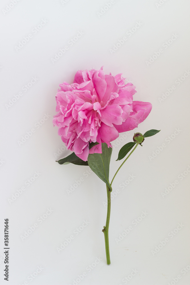 Obraz premium pink peony flower on a white background