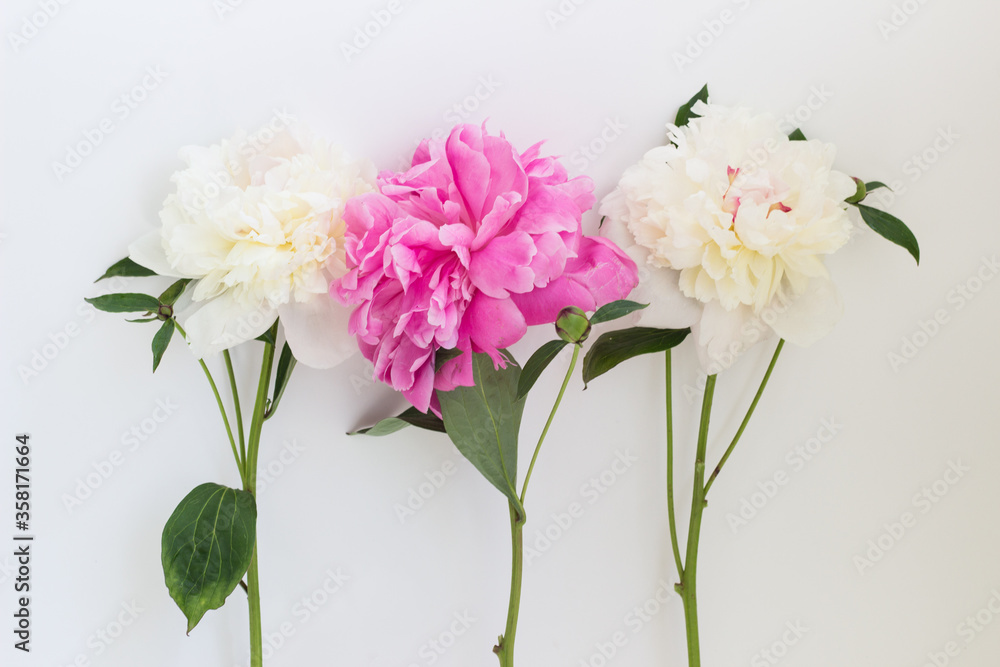 white and pink peony flowers on a white background