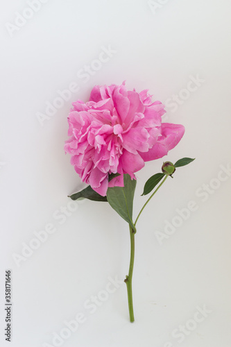  pink peony flower on a white background © Aleksandra