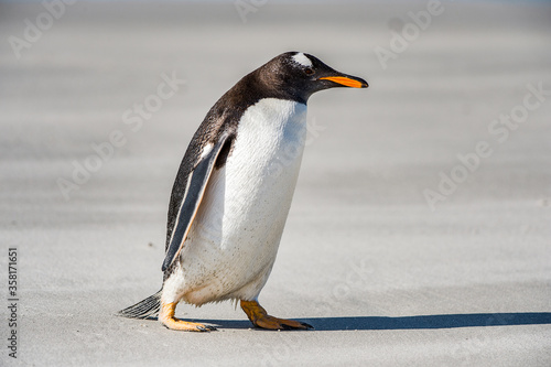 It s Little gentoo penguin portrait