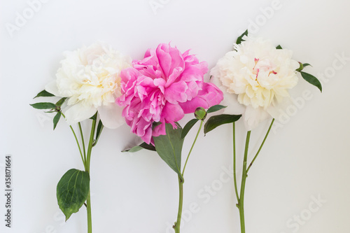 white and pink peony flowers on a white background