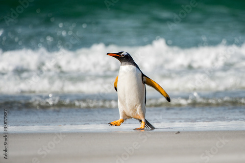 It's Gentoo penguin
