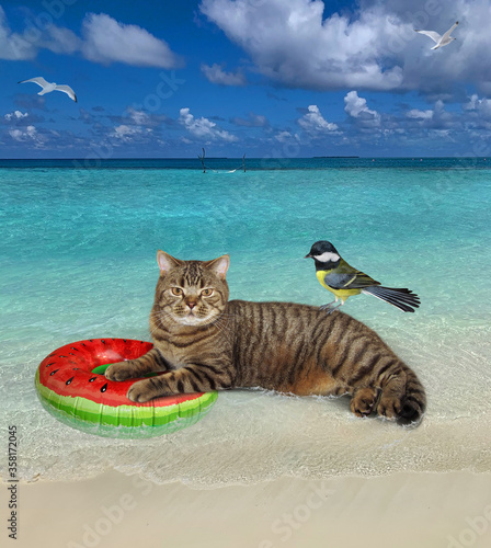 The beige cat is resting on an inflatable watermelon circle in the tropical beach of the maldives. A bird is sitting on him.