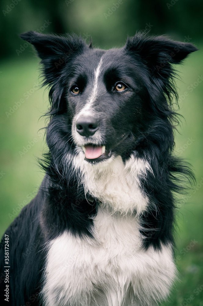 Fototapeta premium Black and white Border Collie dog.