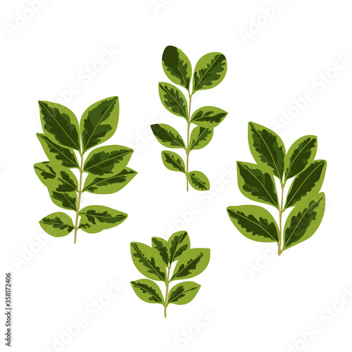 Set of twigs with leaves. Summer collection of spotted leaves  vector illustration.