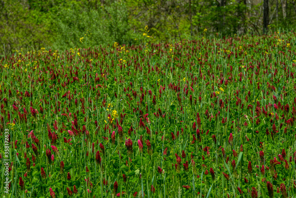 Field of crimson clover closeup