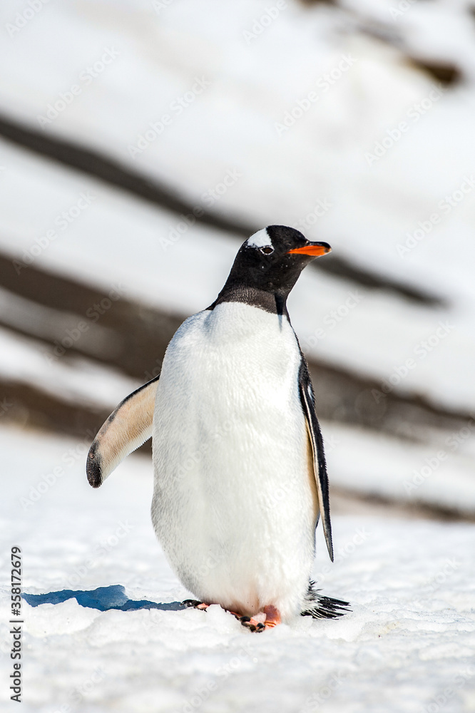 Obraz premium It's Gentoo Penguin (Pygoscelis papua) on the snow close up