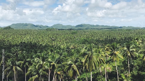 Field of Coconuts