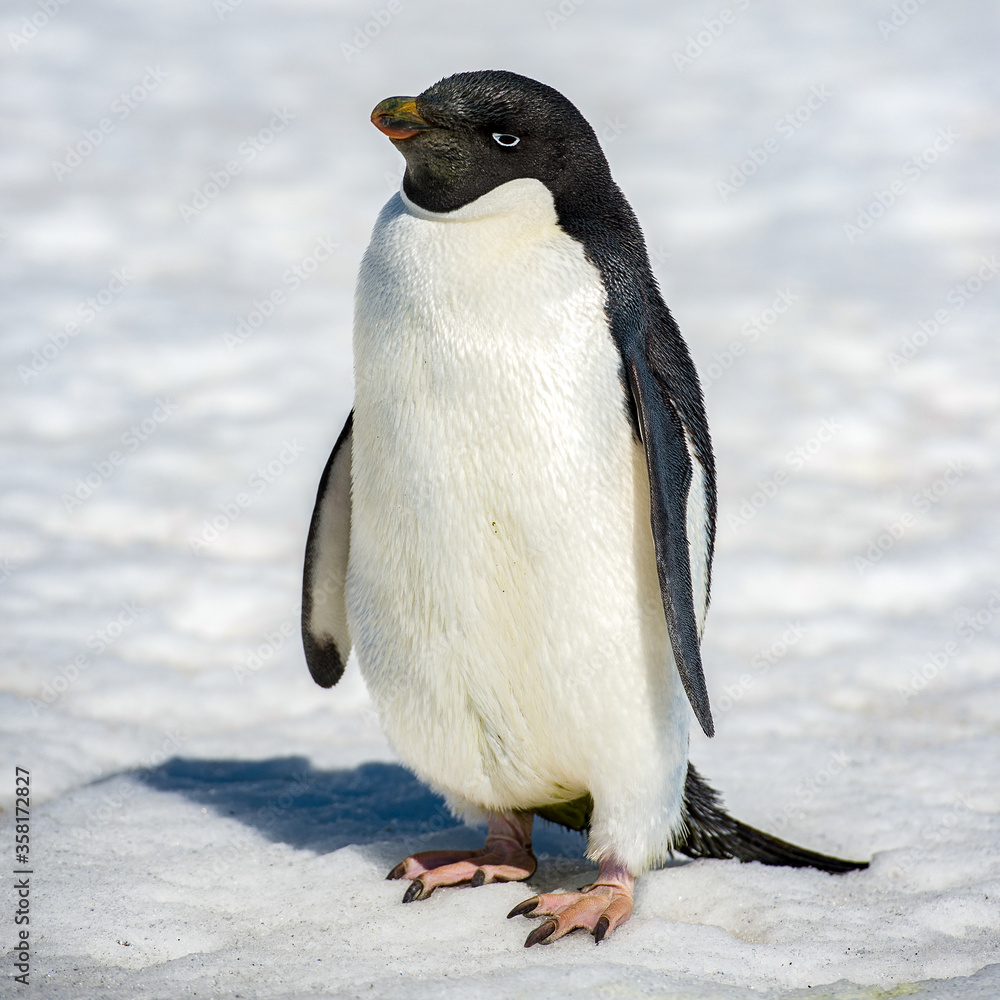 Fototapeta premium It's Close up of the Adelie penguins (Pygoscelis adeliae) on the snow