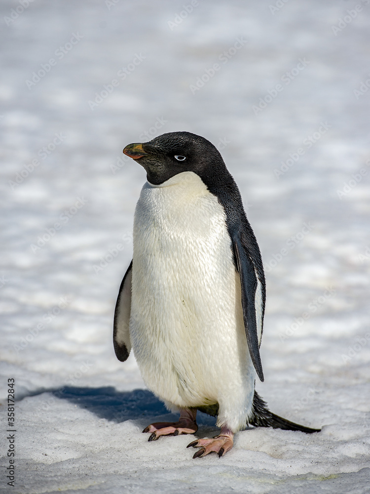 Fototapeta premium It's Close up of the Adelie penguins (Pygoscelis adeliae) on the snow