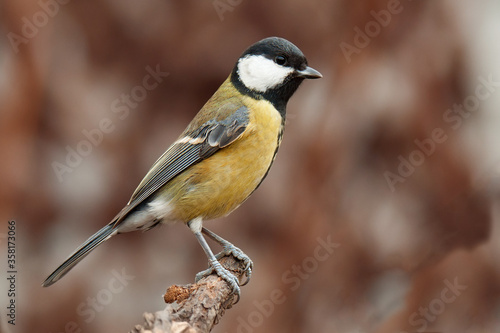  Great tit (Parus major), small passerine bird standing on branch. Looking for some meal. Small bird with yellow chest, black head with white cheek. Brown diffuse background. Scene from wild nature.   © MatusHaban