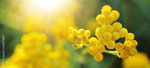 Slika na platnu provence yellow flowers bathed in warm spring summer light in sunny garden with
