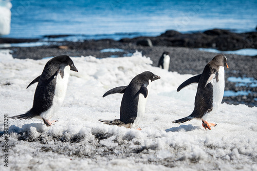 It s Group of the Adelie penguins  Pygoscelis adeliae  on the Antarctic coast