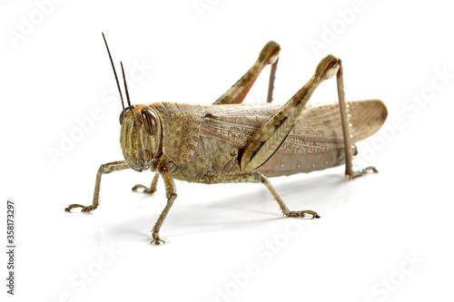 grasshopper close up on white background, macro shot © Studio Empreinte
