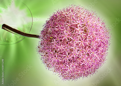 Giant violet onion flower on green background ,close up  top view