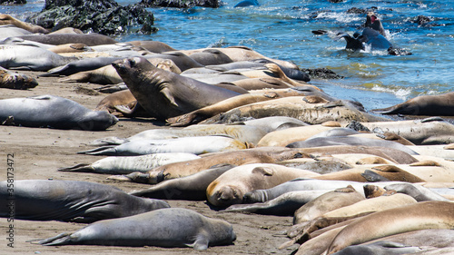 Elephant Seals Sleeping
