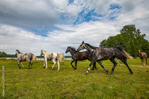 Fototapeta Naklejka Na Ścianę i Meble -  Herd of galloping horses through the meadow