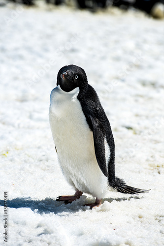 It's Portrait of an Adelie penguin (Pygoscelis adeliae) on on the snow