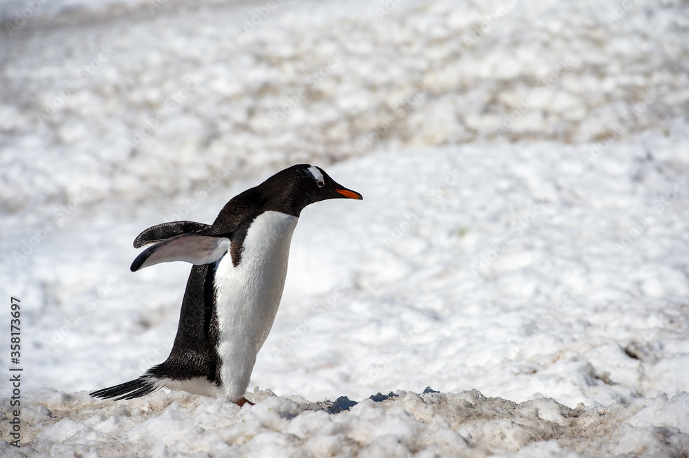 Naklejka premium It's Gentoo penguin (Pygoscelis papua) close up in Antarctica