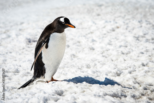 It s Alone Gentoo penguin  Pygoscelis papua  on the snow background