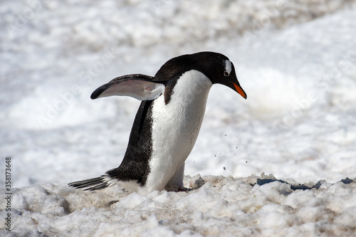 It s Gentoo penguin  Pygoscelis papua  close up in Antarctica