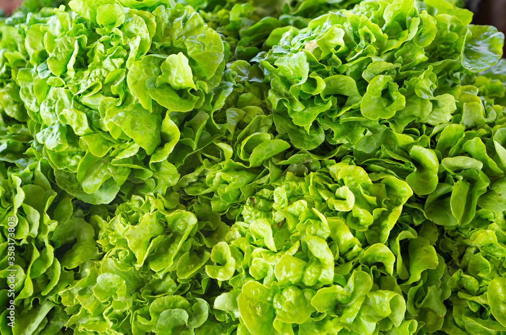 Fresh cut bibb lettuce at an outdoor market Fresh cut bibb lettuce at an outdoor market