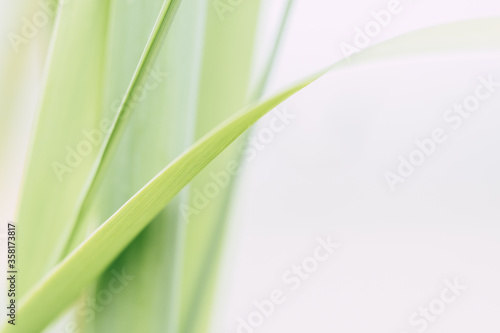 Closeup sur des pousses de bambou - Arrière plan végétal