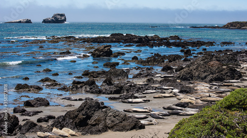 Elephant Seals Basking in the Sun