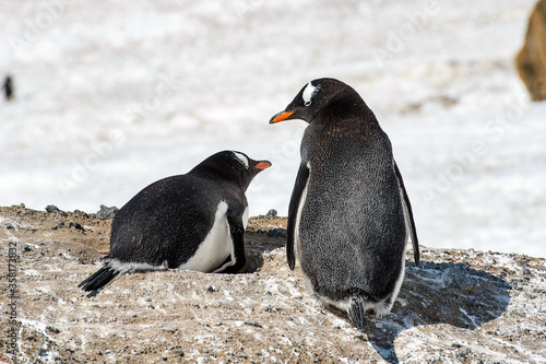 It's Couple of the cute Gentoo Penguins (Pygoscelis papua) in a nest on the Antarctic coast
