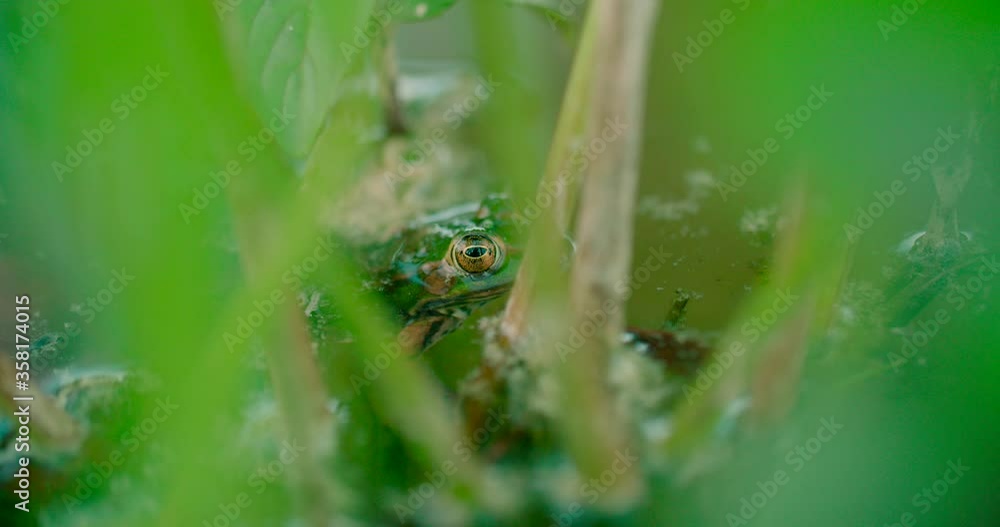 Close up shot of wild green frog eye covered in the planting area on a pond Close up shot of wild green frog eye covered in the planting area on a pond
