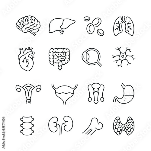 Anatomy organs related icons: thin vector icon set, black and white kit