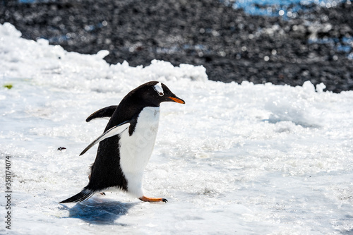 It s Gentoo Penguin  Pygoscelis papua  runs over the snow in Antarctica