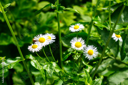 daisies in the grass