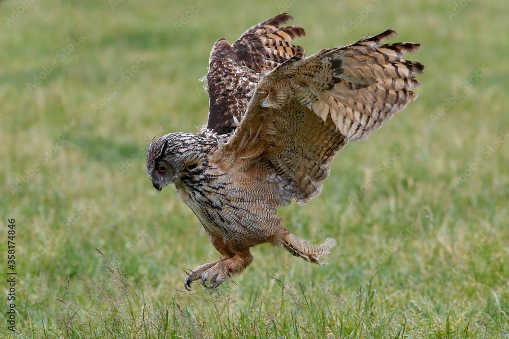 An European Eagle Owl (Bubo bubo) flying over the meadows in the Netherlands.