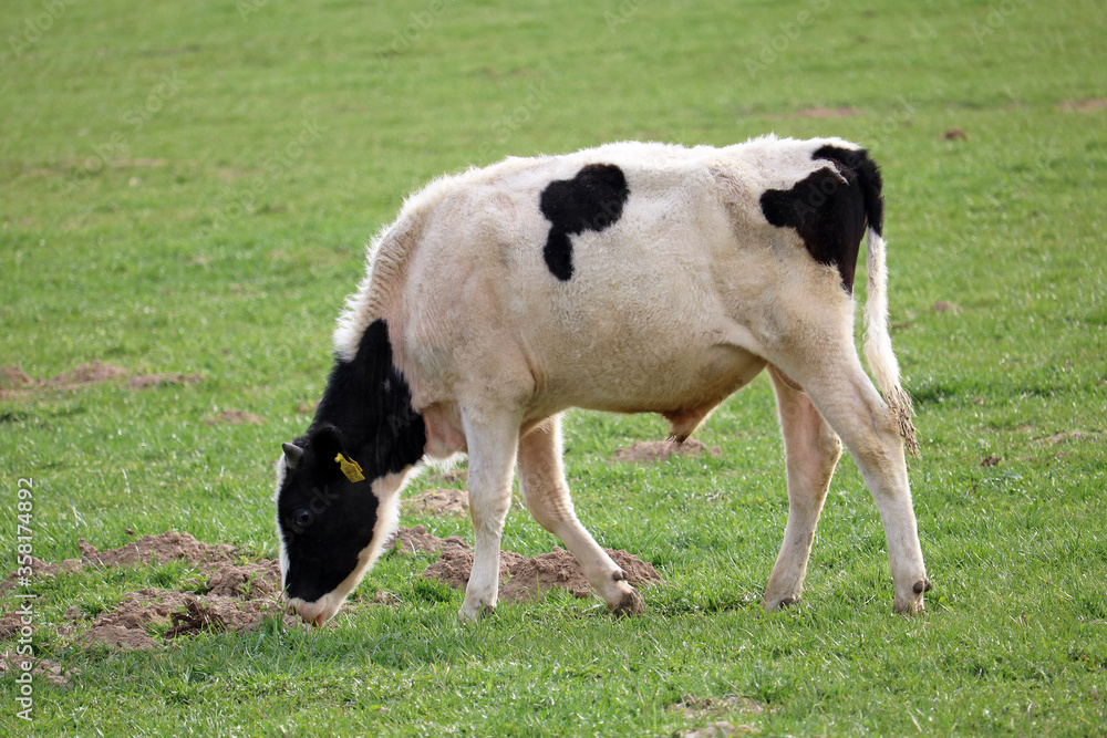 young bull eats grass on a livestock farm young bull eats grass on a livestock farm