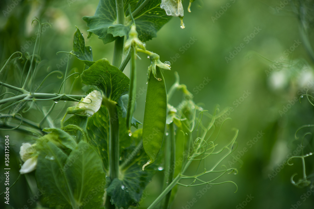 Healthy food. Selective focus on fresh bright green pea pods on a pea plants in a garden. Growing peas outdoors and blurred background. Healthy food. Selective focus on fresh bright green pea pods on a pea plants in a garden. Growing peas outdoors and blurred background.