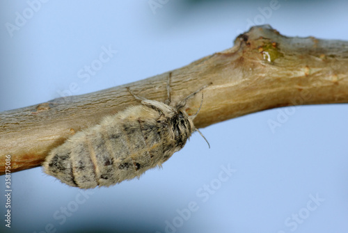 La femelle brachyptère du Bombyx étoilé (Orgya antiqua, Erebidae) photo