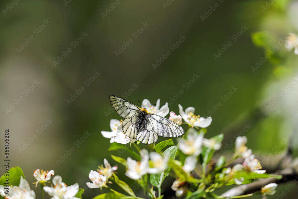 ズミの花にとまるウスバシロチョウ ズミの花にとまるウスバシロチョウ