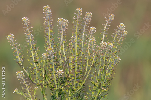 Close up of a field pepperwort (lepidium campestre) plant photo
