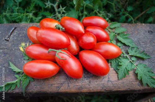 Fotografie Summer agriculture fresh plum tomatoes