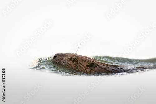 Eurasian beaver (Castor fiber), this large rodent swimming in the river, eating some sticks from the tree, head surpassing above level of the water, wet fluffy fur, background consist of water.    