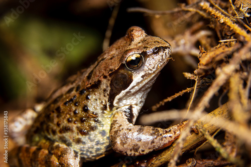 macro portrait of an ordinary amphibian frog © gihar
