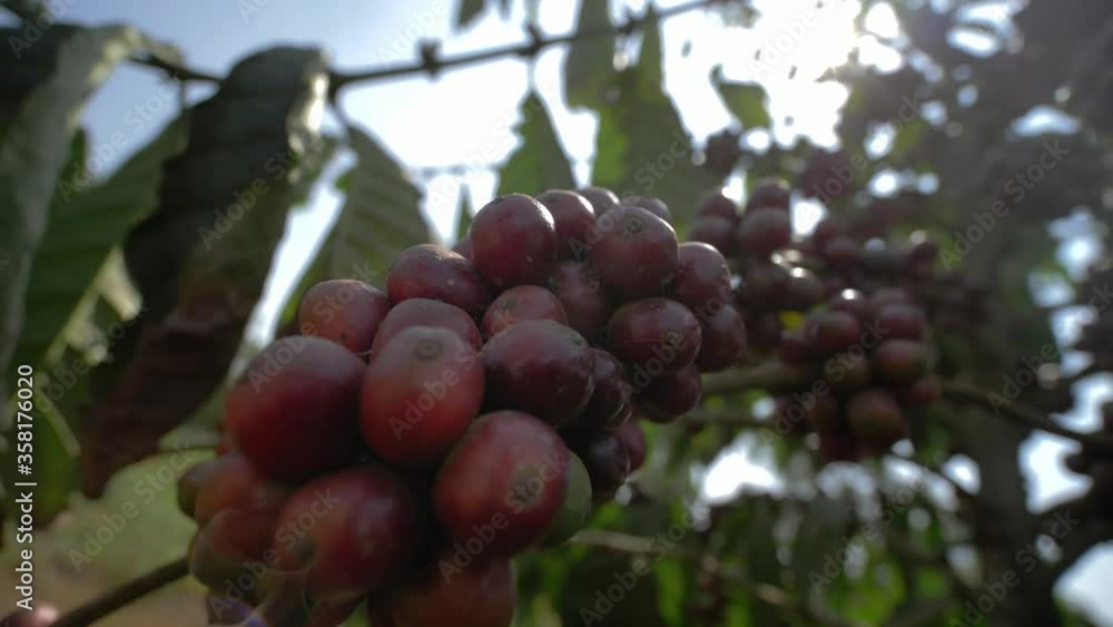 coffee plant with ripe beans. coffee beans ripening on the branch, plantation in Vietnam, Asia. group of ripe and raw coffee berries on coffee tree branch coffee plant with ripe beans. coffee beans ripening on the branch, plantation in Vietnam, Asia. group of ripe and raw coffee berries on coffee tree branch