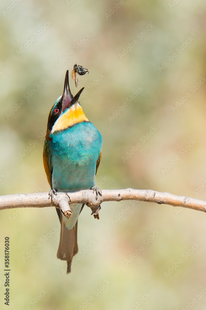 Obraz premium European bee-eater (Merops apiaster). Middle size colorful bird standing on the branch. Beautiful bird with blue chest and abdomen, brown back, red eyes, yellow head, black mask, fluffy feathers. 
